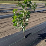 Hybrid Poplar