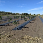 Chokecherries and Hybrid Poplar