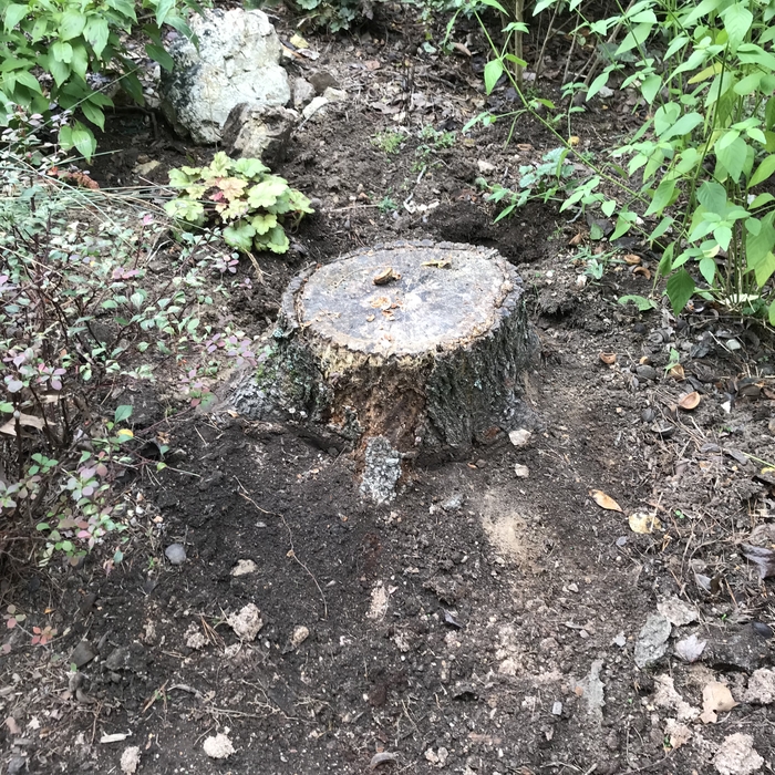 Stump 2