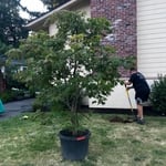 Tree install