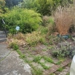 Yard clean up