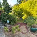 Yard clean up