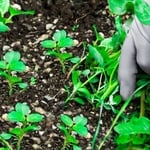 weeds removal
