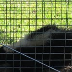 Skunk Removal