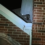 Raccoon Removal