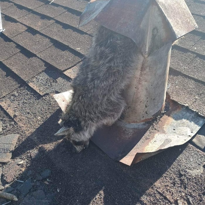 Dead animal removal