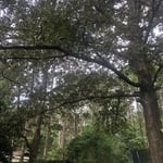 TREE SERVICE