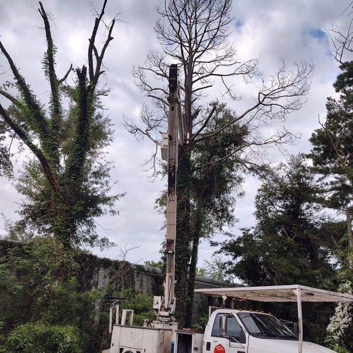 TREE SERVICE