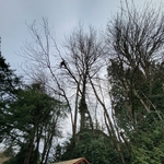 Removing a Cherry Tree