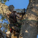 Removing Damaged Oak Stem