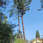 Douglas Fir Removal
