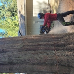 Cedar Removal