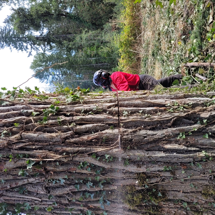 Felling a Cottonwood