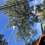TRIMMIN AND SHAPE OAK TREE JOB AT HOLLYS NY