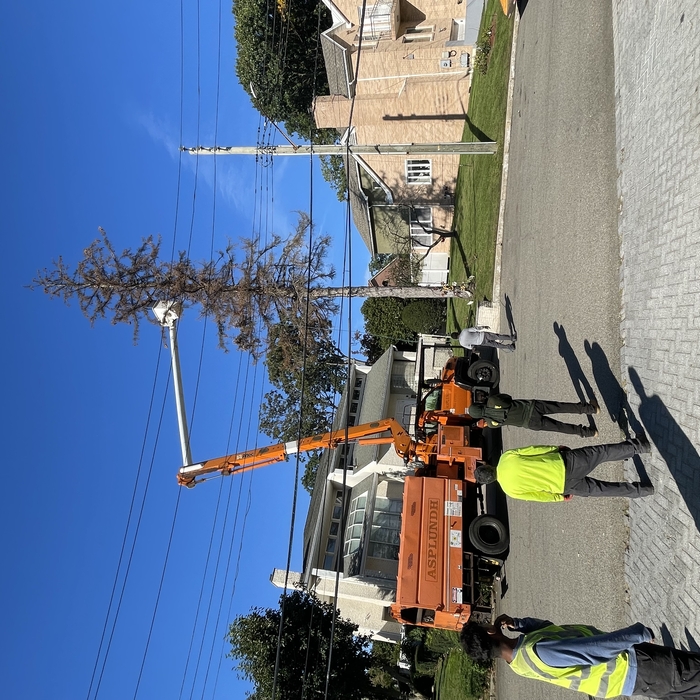 TOPPING PINE TREE DUE TO TALL