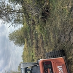 Tree Removal