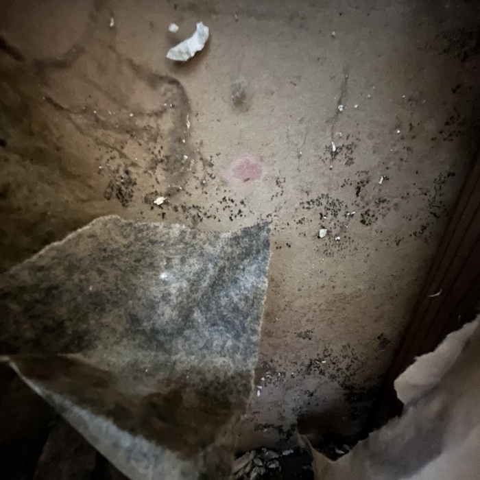 Hidden Mold