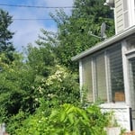 Tree Services