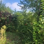 Tree Services