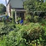Tree Services