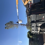 Tree Removal