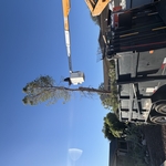 Tree Removal