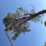 Tree Removal
