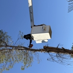 Tree Removal