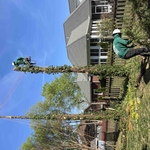 Tree Removal