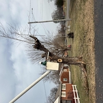 Tree Removal