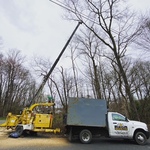 Tree Work