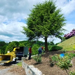 Tree Work