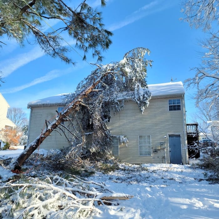 Snow damage