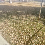 Fall Clean Ups