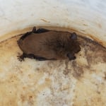 Bats 1