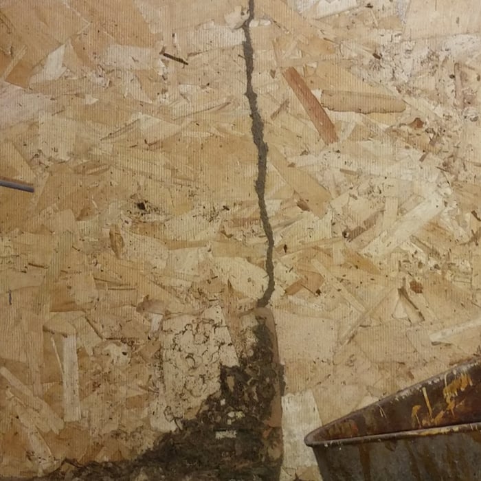 Termites