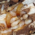 Termite Control Options
