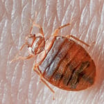 Bedbugs