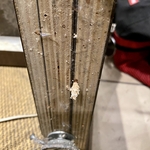 Waikiki Plaza; termites