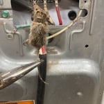 rodent in dryer