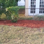 Tree and stump removal