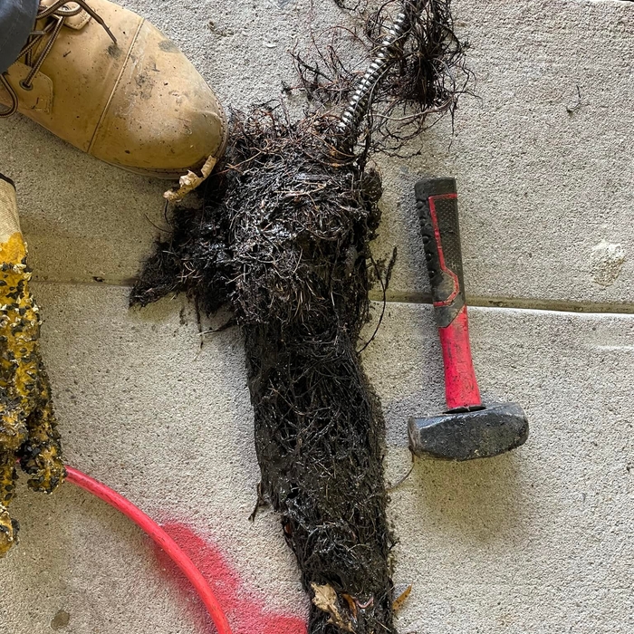 Roots in the line