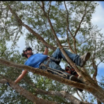 Climbing Tree