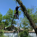 Climbing Tree
