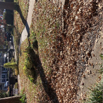 Leaf Cleanup