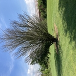 Tree Removal