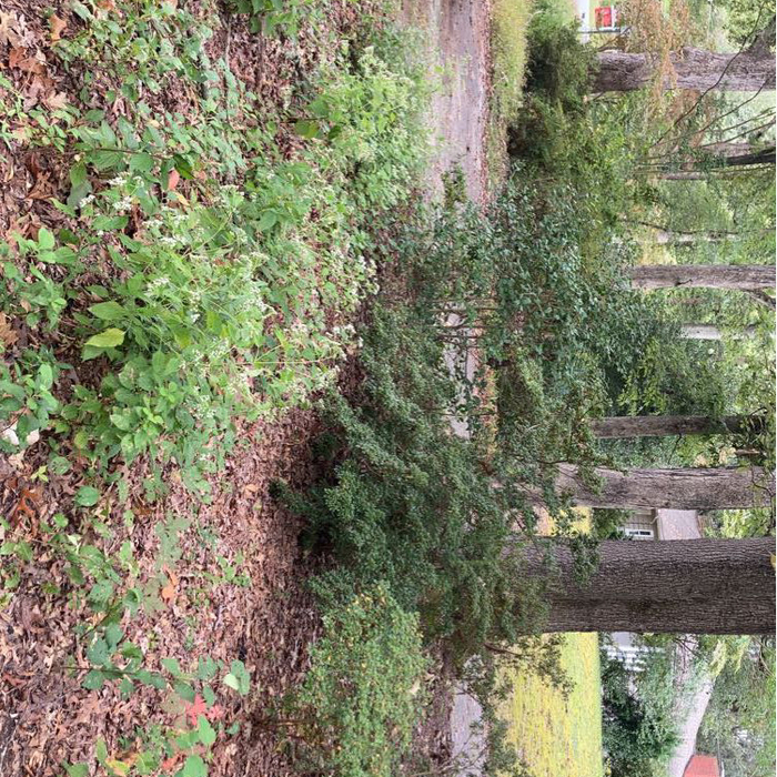 Flower Bed Cleanout