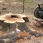 Stump with large root system