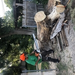 Tree Removals