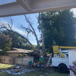 Tree Removal in Lubbock